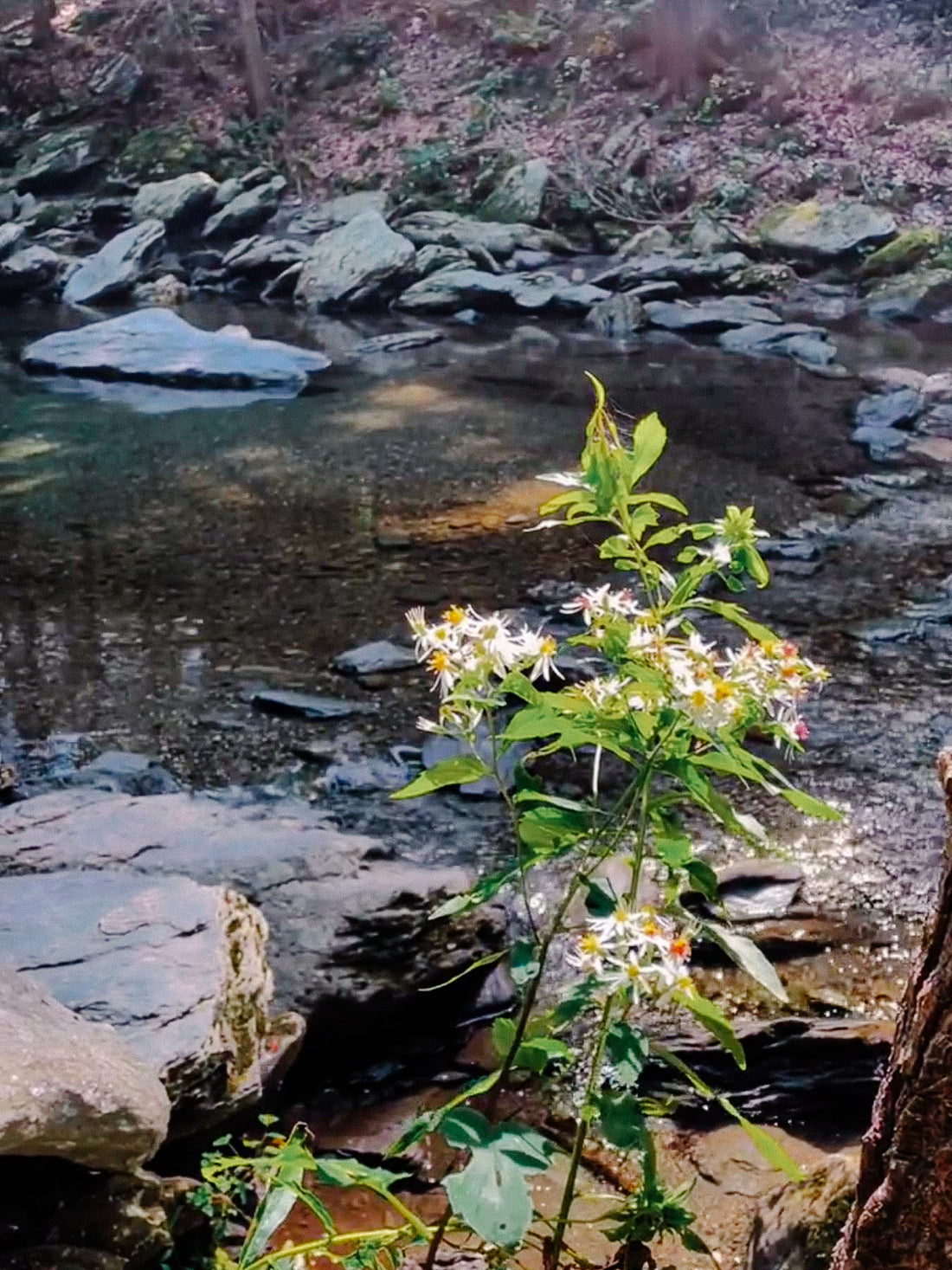 Hike 'n' Dine - Taconic State Park